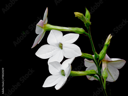 Obraz na płótnie kwkitnacy tytoń Sandera, białe kwiaty tytoniu ozdobnego, Nicotiana × sanderae, flowers of tobacco Nicotiana sanderae in the garden, White flowers Nicotiana sanderae w salonie