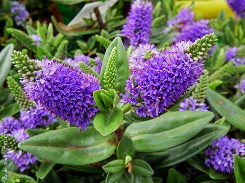 fioletowe kwiaty Hebe, Close-up of purple veronica flowers in a garden, Hebe is a genus of plants, Shrubby Veronica is a small evergreen shrub, shrubby veronicas, Shrubby veronica Addenda
