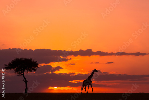 Giraffe Sunset Walk 44