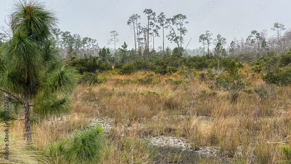 Florida Wetland in North Naples