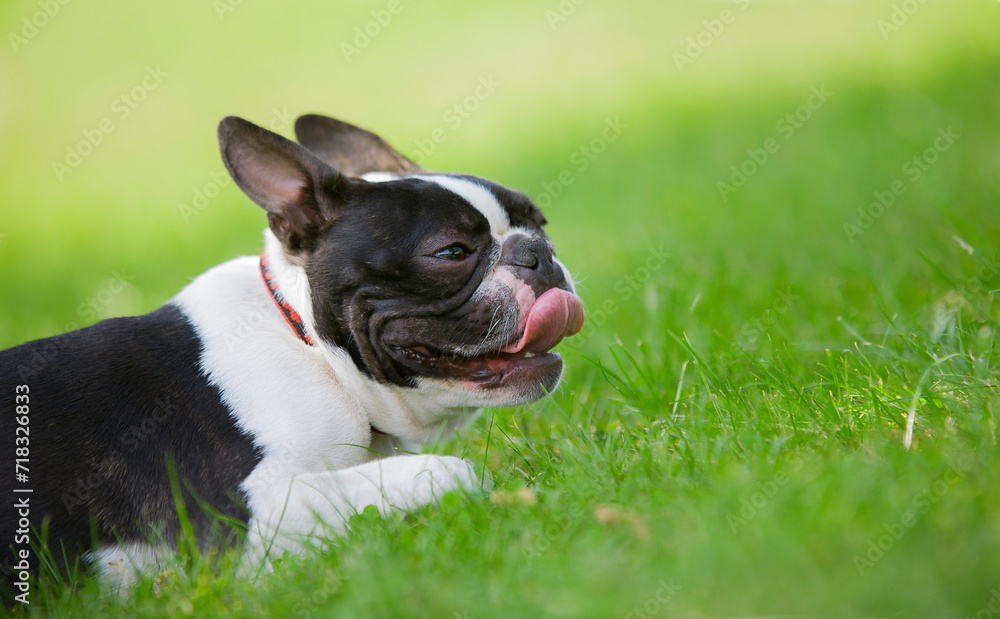 Funny head portrait of a 3-year-old black and white dog, young purebred Boston Terrier in a park. Boston Terrier dog lying in city center park, lying in the grass after a walk.