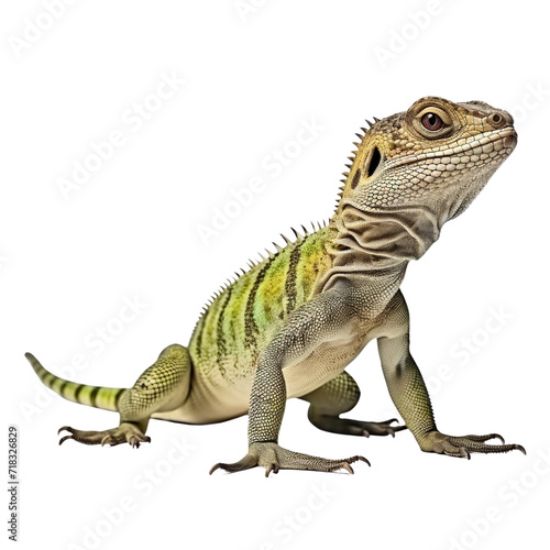 Lizard clip art