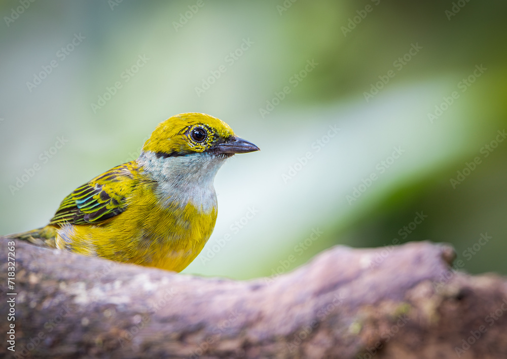 Tangará Amarilla Tangara icterocephala Silver-throated Tanager Tangará Amarilla Tangara icterocephala Silver-throated Tanager