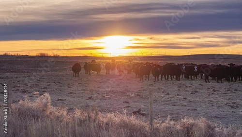 sunset in the mountains at cattle field. herd of buffalo at a farm in golden sundown evening with beautiful sunlight shines on grass ground. cloudy day of natural in rural environment large land