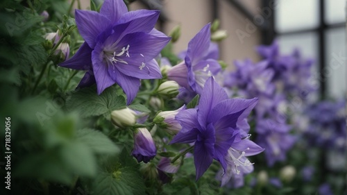 purple iris flower