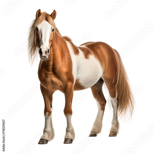 horse isolated on white background