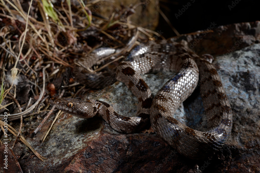 European cat snake // Europäische Katzennatter (Telescopus fallax) European cat snake // Europäische Katzennatter (Telescopus fallax)