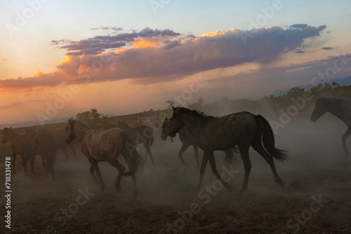 Landscape of wild horses running at sunset with dust in background.