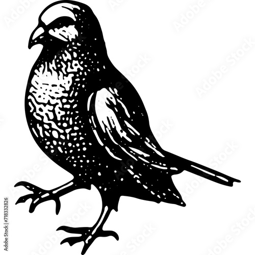 Bird Engraving