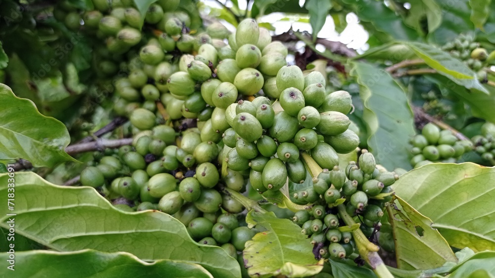 coffee that is still green on the tree coffee that is still green on the tree