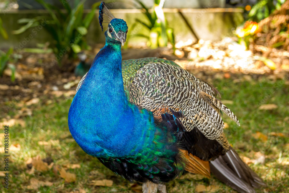 Obraz premium Peacock in the the Crystal Palace (O Palacio de Cristal) garden, Porto, Portugal
