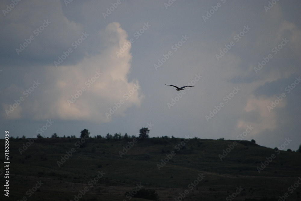 Wild nature of the steppes. Trees, bushes, grass with green foliage grow on a hillside under a sky with gray clouds. A large white-gray stork flies over the meadow. The bird has a long beak.