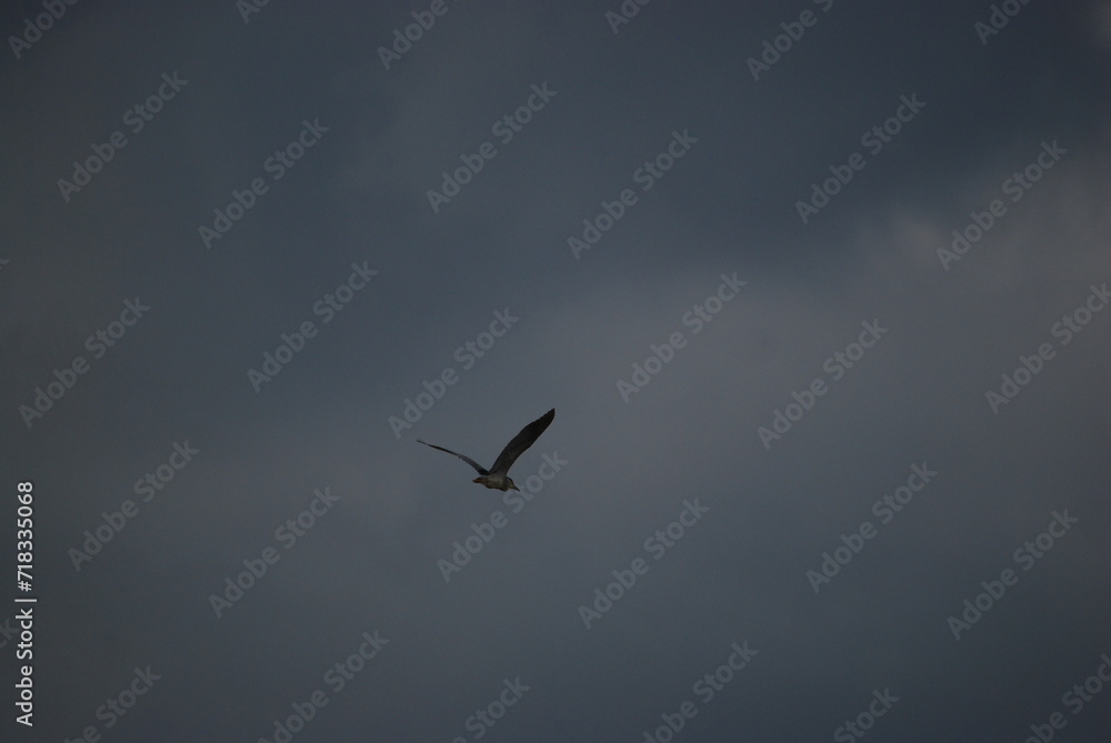Wild bird in the sky. The blue sky is almost completely covered with white-gray clouds. A large heron with white-gray wings flies across the sky. The bird has a long beak and a large wingspan.