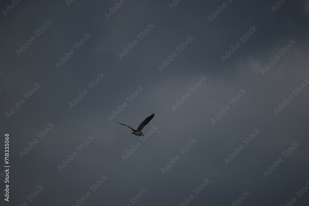Wild bird in the sky. The blue sky is almost completely covered with white-gray clouds. A large heron with white-gray wings flies across the sky. The bird has a long beak and a large wingspan. Wild bird in the sky. The blue sky is almost completely covered with white-gray clouds. A large heron with white-gray wings flies across the sky. The bird has a long beak and a large wingspan.