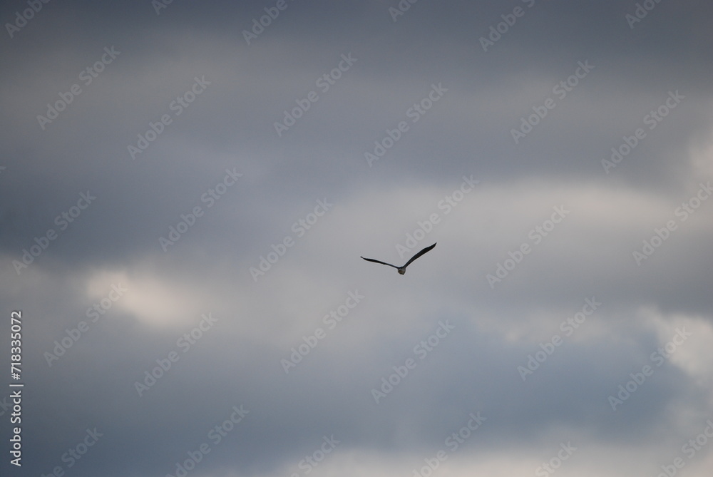 Wild bird in the sky. The blue sky is almost completely covered with white-gray clouds. A large heron with white-gray wings flies across the sky. The bird has a long beak and a large wingspan. Wild bird in the sky. The blue sky is almost completely covered with white-gray clouds. A large heron with white-gray wings flies across the sky. The bird has a long beak and a large wingspan.