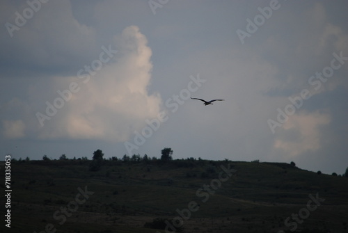 Wild nature of the steppes. Trees, bushes, grass with green foliage grow on a hillside under a sky with gray clouds. A large white-gray stork flies over the meadow. The bird has a long beak. © Andrew_Swarga