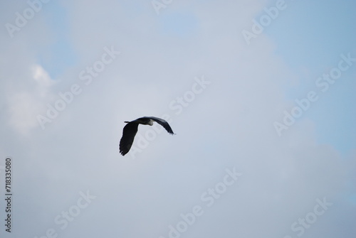 Wild bird in the sky. The blue sky is almost completely covered with white-gray clouds. A large heron with white-gray wings flies across the sky. The bird has a long beak and a large wingspan.