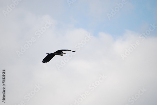 Wild bird in the sky. The blue sky is almost completely covered with white-gray clouds. A large heron with white-gray wings flies across the sky. The bird has a long beak and a large wingspan.