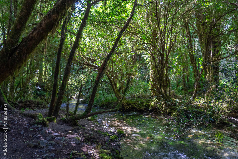 A Creek Running Through a Temperate Rain Forest in Northern Patagonia Chile Parque Tagua Tagua A Creek Running Through a Temperate Rain Forest in Northern Patagonia Chile Parque Tagua Tagua