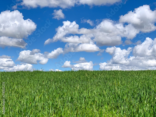 green field and sky