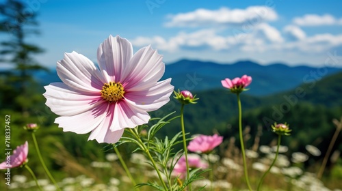  a pink flower in a field of flowers with a mountain in the backgroup of the picture in the background.