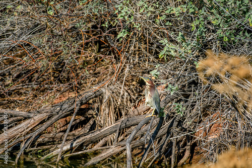 A Green Heron is well camouflaged in tree branches at the edge of a lake near Phoenix Arizona © Scott Bufkin