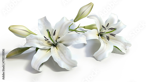 Two Lilies over white with green buds painted style.