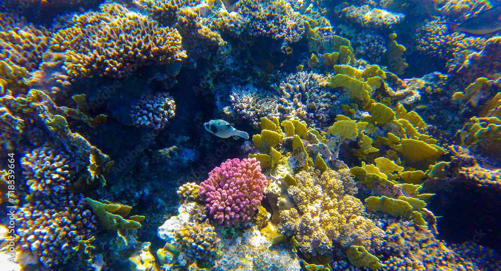 Fototapeta premium coral reef with fish for banner background