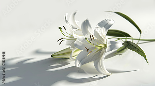 Lily with steam and buds. all white  with soft shadows over white background. dark shadow to the left.