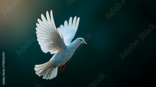 Paloma blanca sobre fondo liso para utilizarlo como imagen de la paloma de la paz