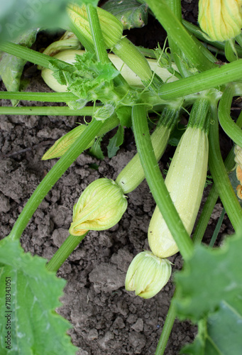 Wallpaper Mural Zucchini growing in in the vegetable garden. Squash bloosoms. Torontodigital.ca