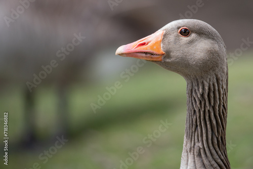 greylag goose  © scott