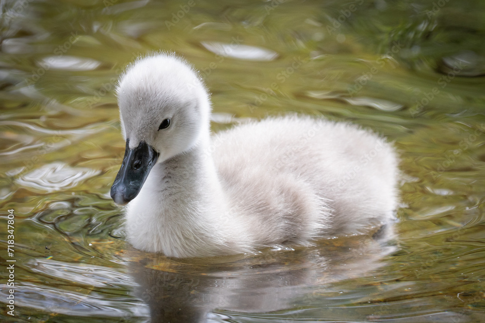 swan cygnet 