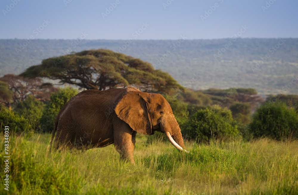 Afrykańskie słonie na sawannie Parku Narodowego Amboseli Kenia - obrazy, fototapety, plakaty 