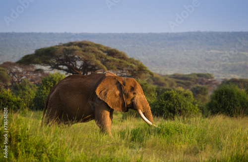 Afrykańskie słonie na sawannie Parku Narodowego Amboseli Kenia © kubikactive