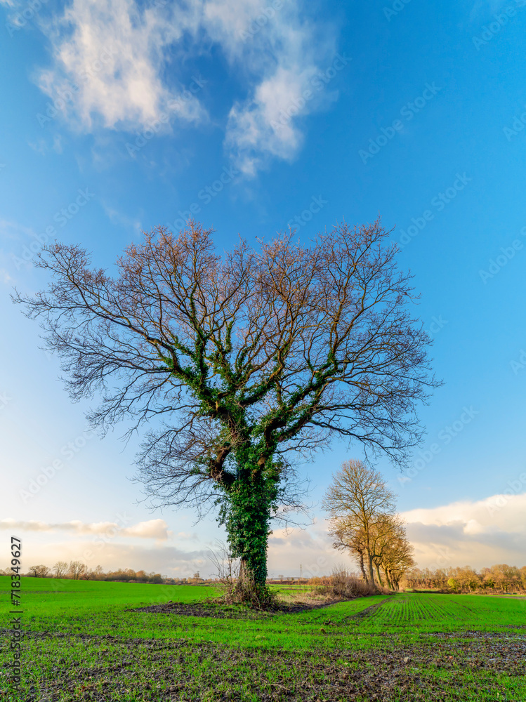 Obraz premium tree in the field, Cold Hiendley