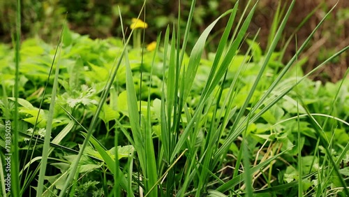 Vibrant green grass close-up.