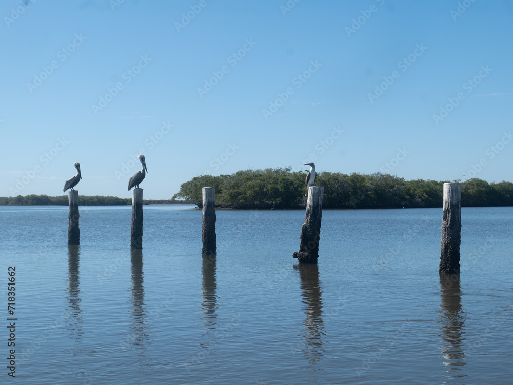 seagulls on pier