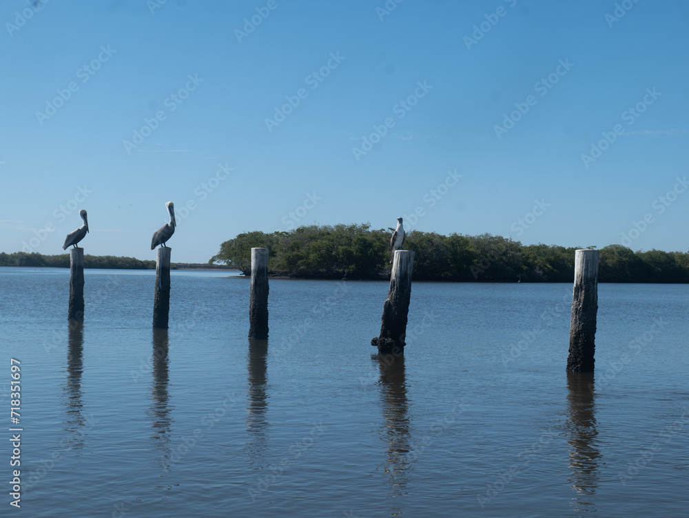 seagulls on pier