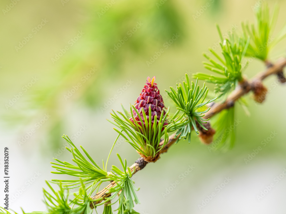 Larch tree fresh pink cones blossom at spring on nature background Larch tree fresh pink cones blossom at spring on nature background
