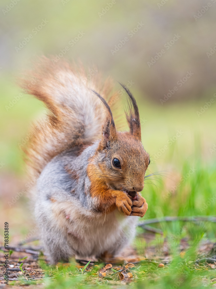 Squirrel eats a nut while sitting in green grass. Eurasian red squirrel, Sciurus vulgaris Squirrel eats a nut while sitting in green grass. Eurasian red squirrel, Sciurus vulgaris