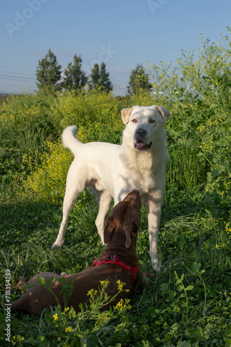 Dogs playing. White dog playing with red nose pitbull in green grass.
