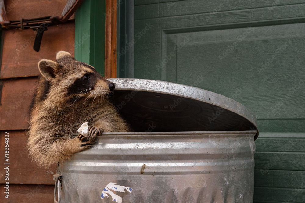 Raccoon (Procyon lotor) Sitting in Garbage Can With Marshmallow Looks Right Ears Back