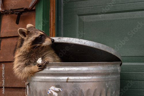 Obraz na płótnie Raccoon (Procyon lotor) Sitting in Garbage Can With Marshmallow Looks Right Ears Back w salonie