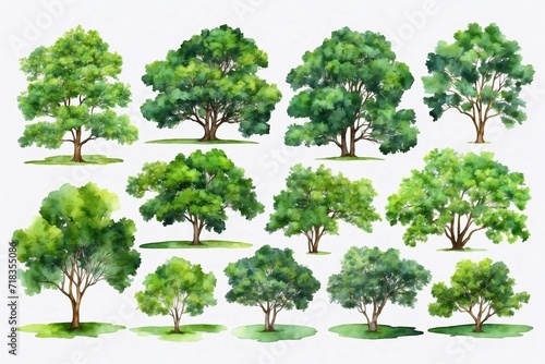 set of watercolor trees isolated on white backdrop  forest collection   summer green foliage