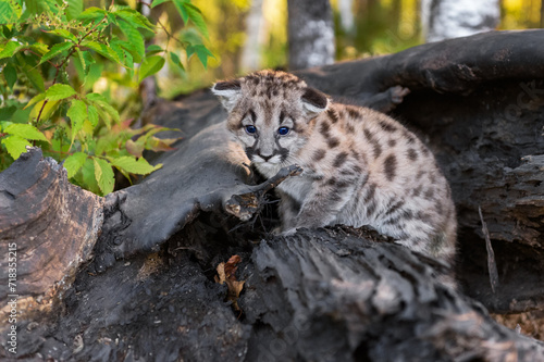 Cougar Kitten  Puma concolor  Crouches on Log Ears Down Autumn