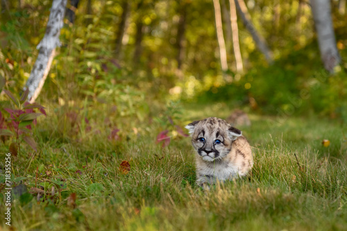 Cougar Kitten (Puma concolor) Walks Through Grass Ears Down Autumn © hkuchera