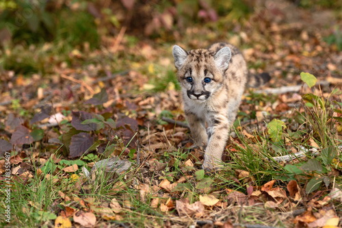Cougar Kitten (Puma concolor) Walks Forward Looking Out Autumn © hkuchera