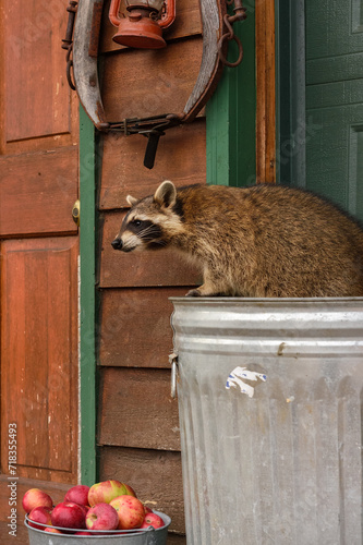 Raccoon (Procyon lotor) Stands on Top of Garbage Can Over Bucket of Apples