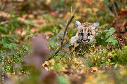 Cougar Kitten (Puma concolor) Steps Between Weeds on Ground Autumn © hkuchera